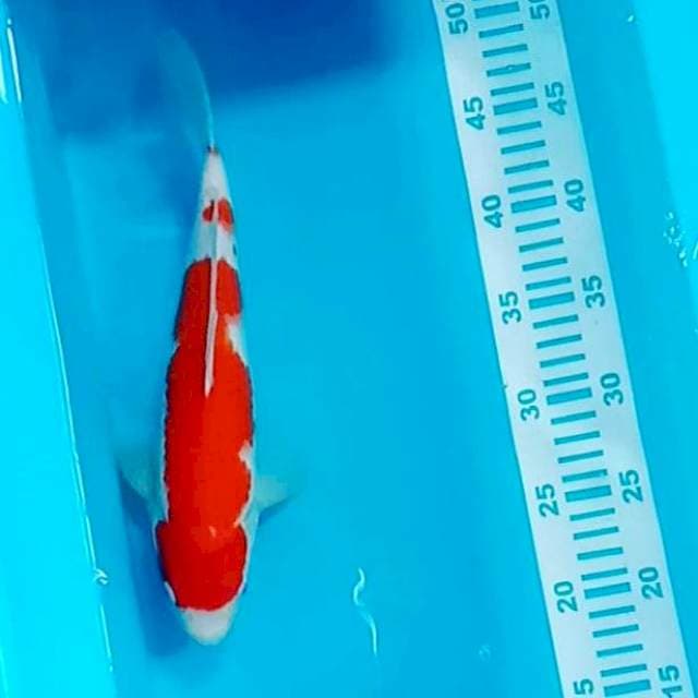 Kohaku inazuma 32cm