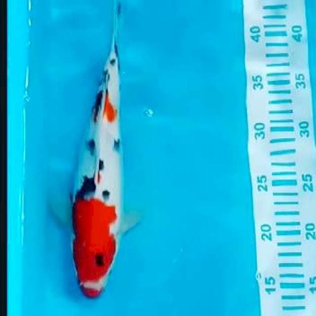 Sanke male 30cm