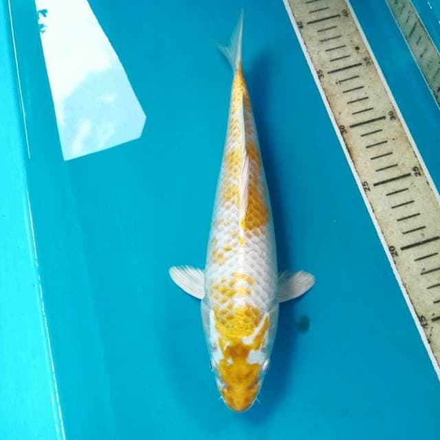Hariwake, 28 cm