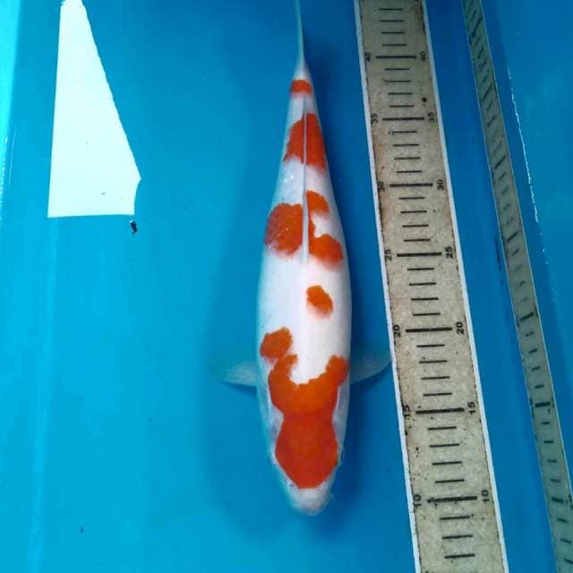 Kohaku, 34 cm