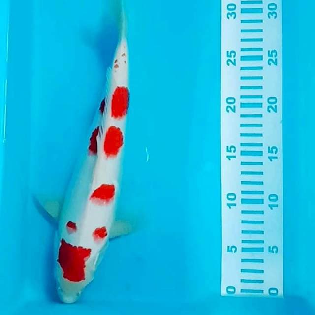 Kohaku sakura 34cm