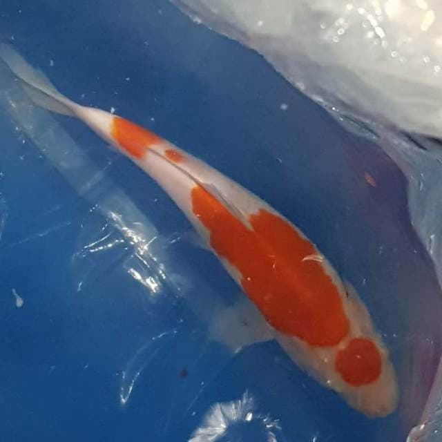 Marunten Kohaku