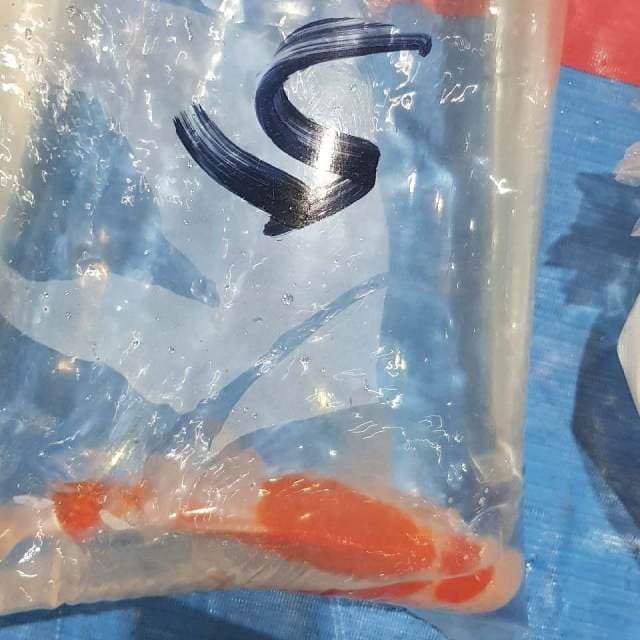 Marunten Kohaku