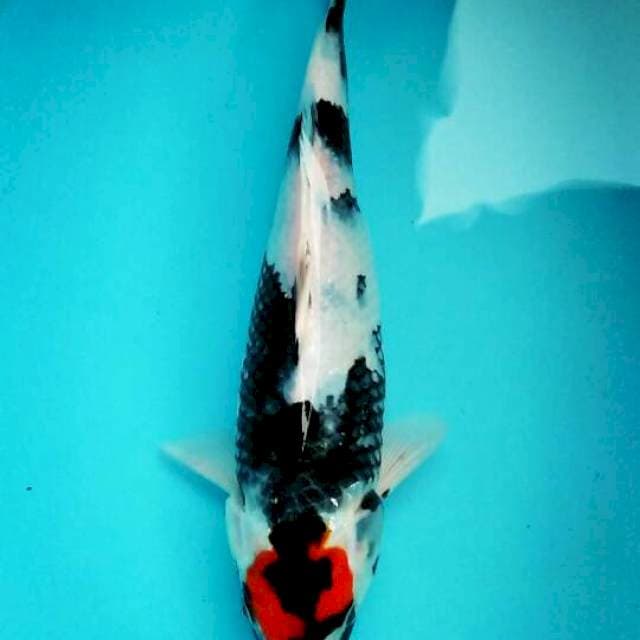 Tancho showa 29cm