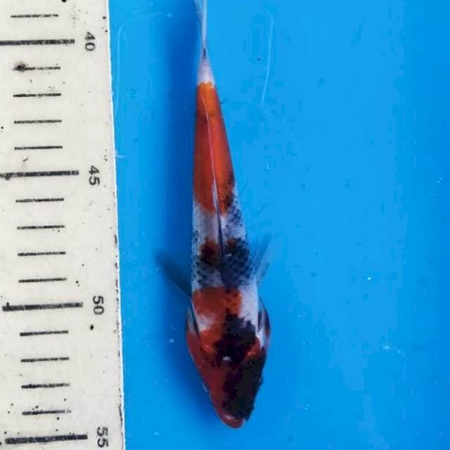 Showa 17cm