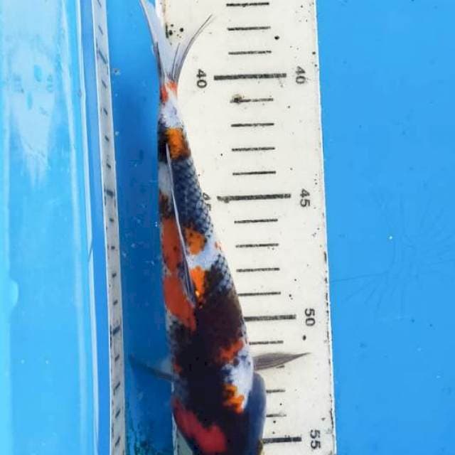 Showa 20cm
