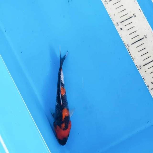 Showa 18cm
