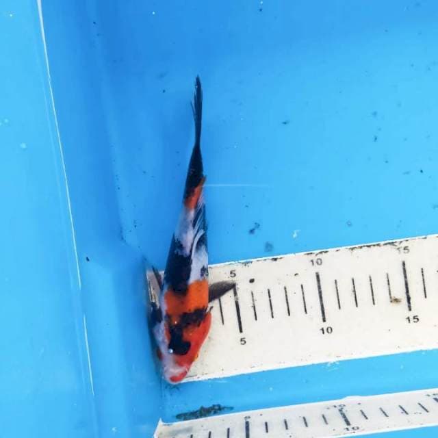 Showa 17cm
