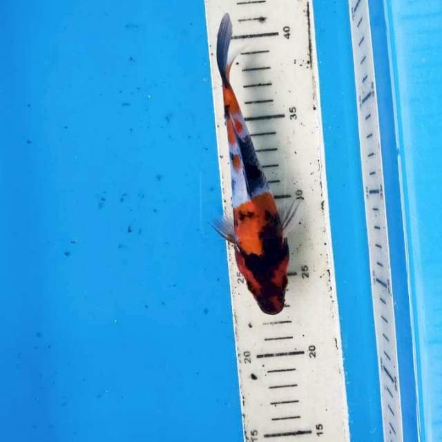 Showa 16cm