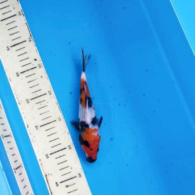 Showa 19cm