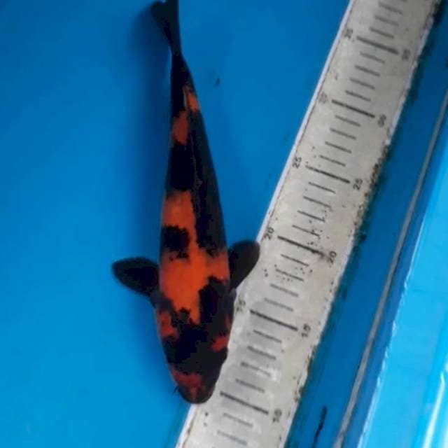 Hiu 28 cm