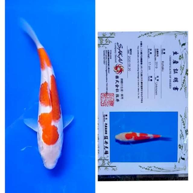 Kohaku Serti Sakai 22cm