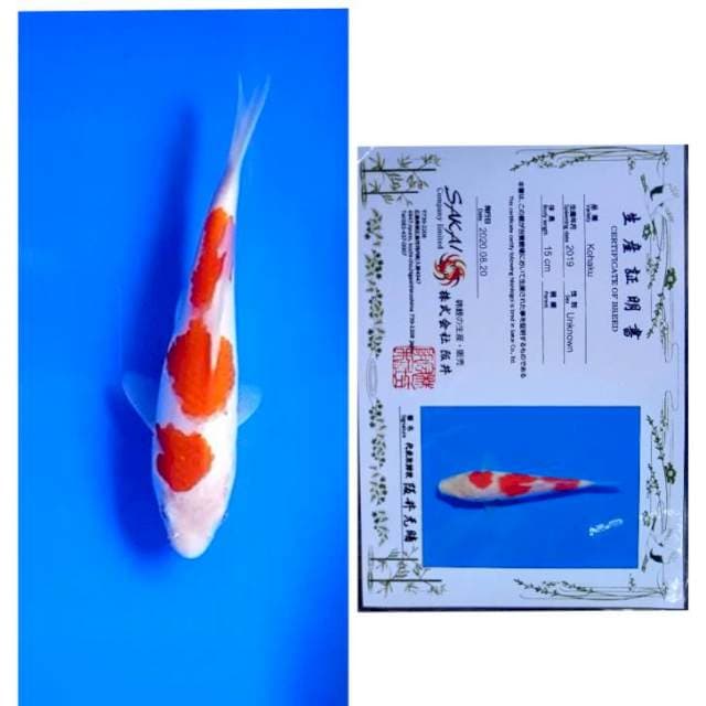 Kohaku Serti Sakai 22cm