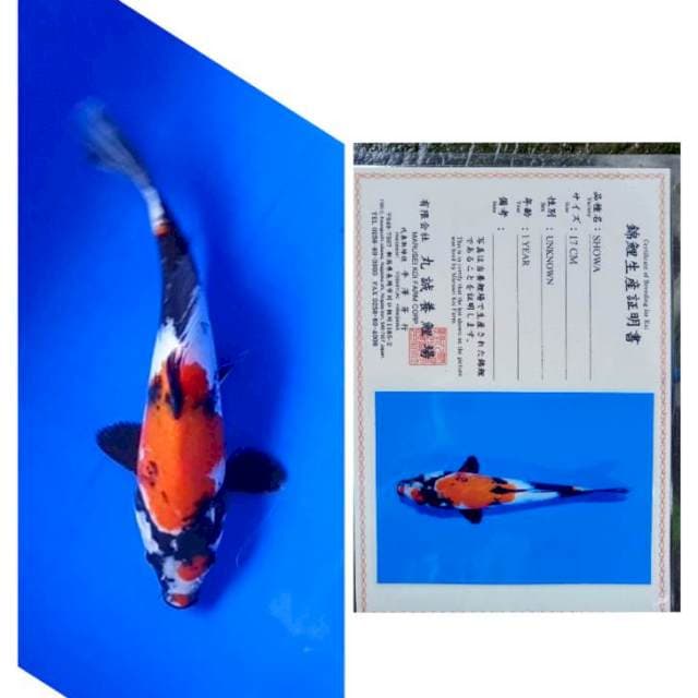 Showa Serti Marusei 24cm