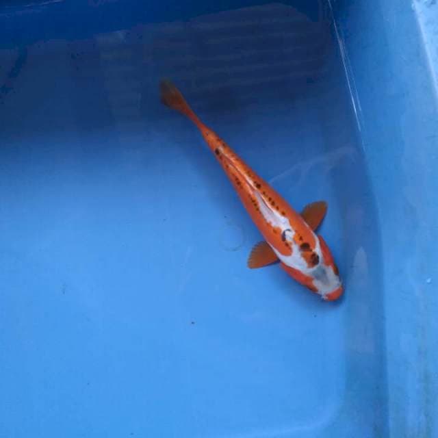 Sushui strooong 18cm