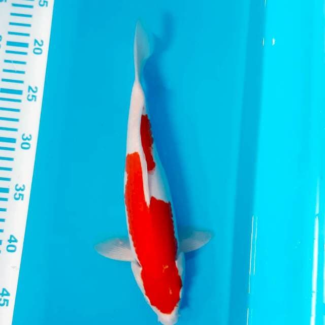 Inazuma 30 cm