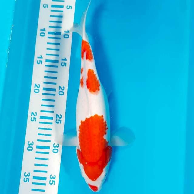 Ucibeni 30 cm