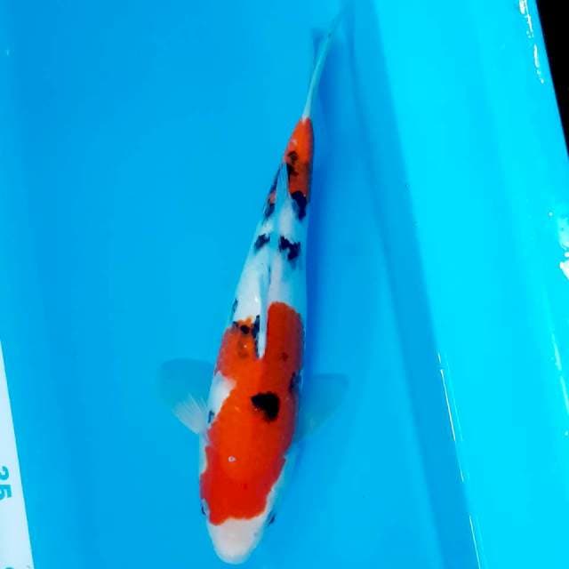Sanke strong 28 cm