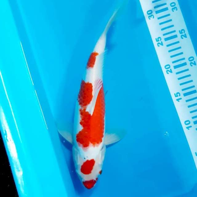 Ucibeni 32 cm
