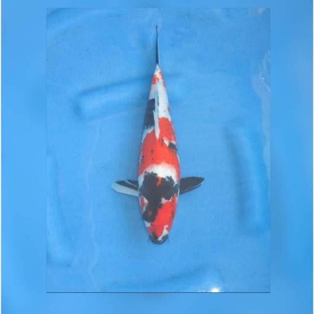 F1 JET BLACK SHOWA SANSHOKU - TOSAI