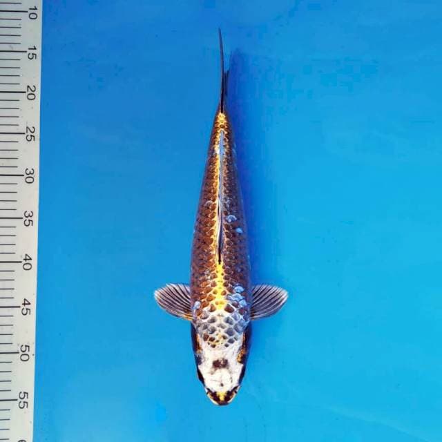 TENJIN 14 ~ KAWARIMONO UNIQUE ™