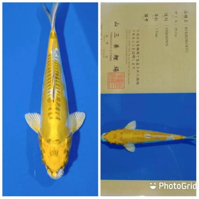 Kin kikokuryu import yamasan