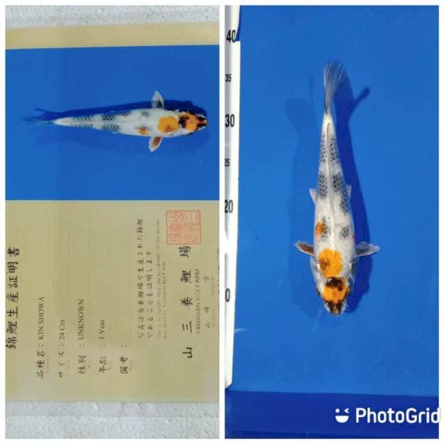Kin showa import yamasan farm