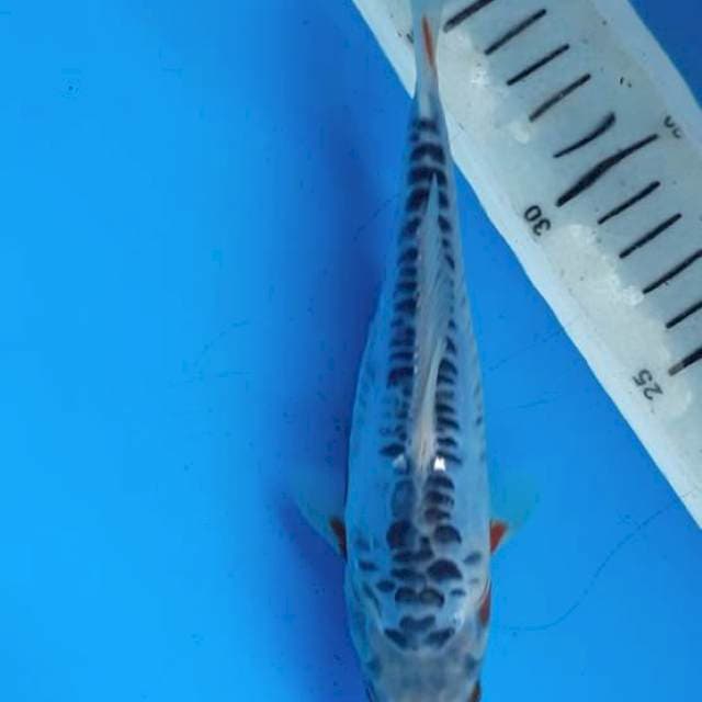 Baby shusui 19cm