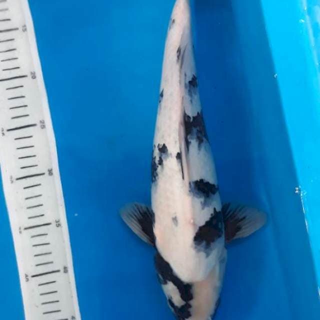 Shiro 40 cm