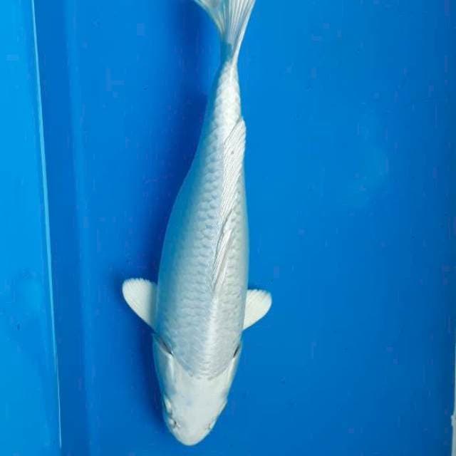 Platinum 25cm