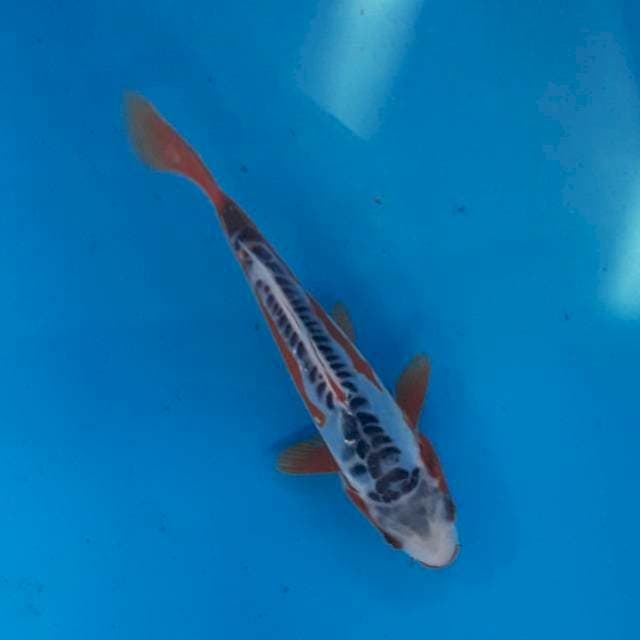 Baby shusui 13cm