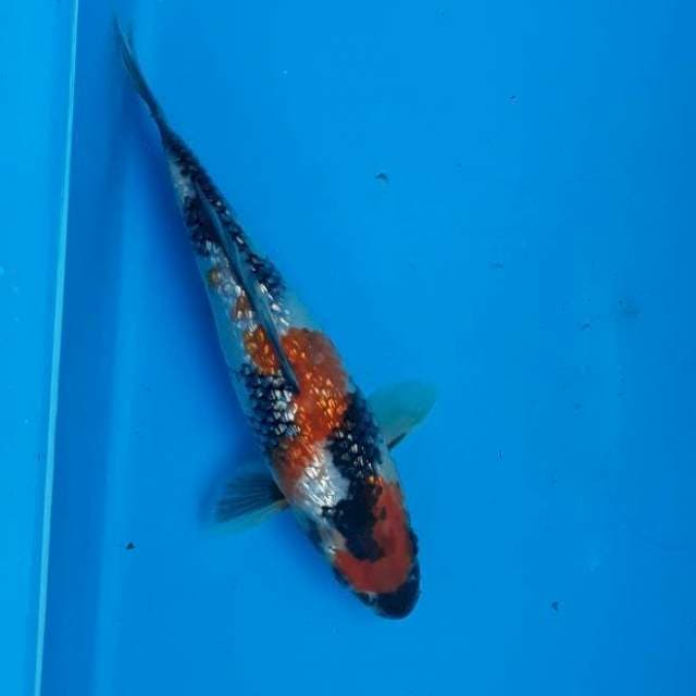 Showa gindrin 18cm