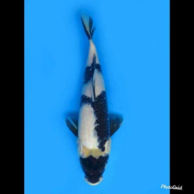 34cm , Male ,- Shiro Pola Unique 