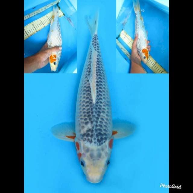 33cm , Male ,- Asagi F1