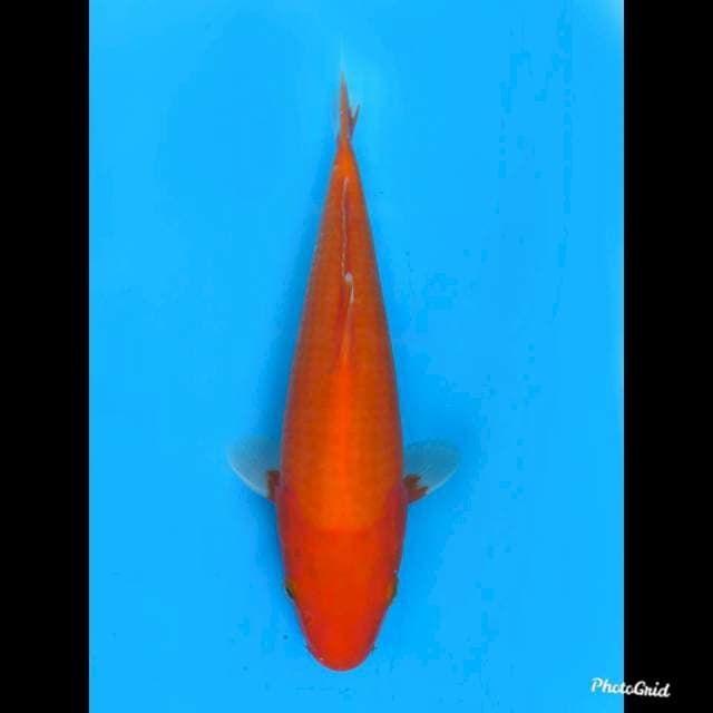 26cm , Female ,- Aka Hajiro Mulus