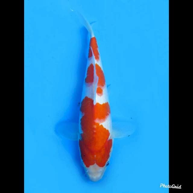 28cm , Male ,- Sandan Kohaku