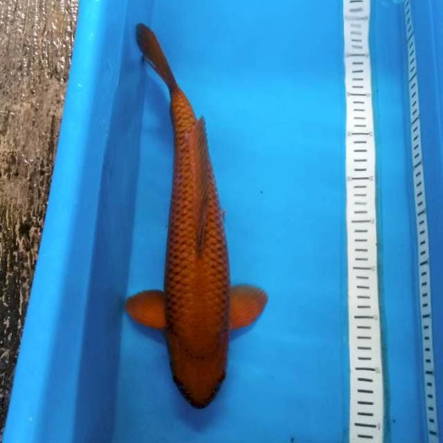 Chagoi bulky jinak