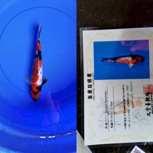 Showa MARUDO serti