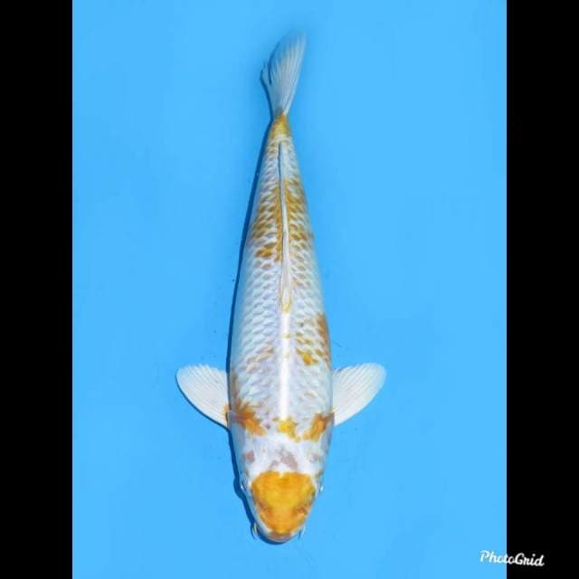 32cm , Male ,- Hariwake