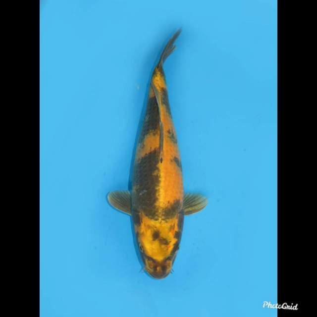 44cm ,Female ,- Ki Utsuri  Jumbo(pangkal ekor uniq) 