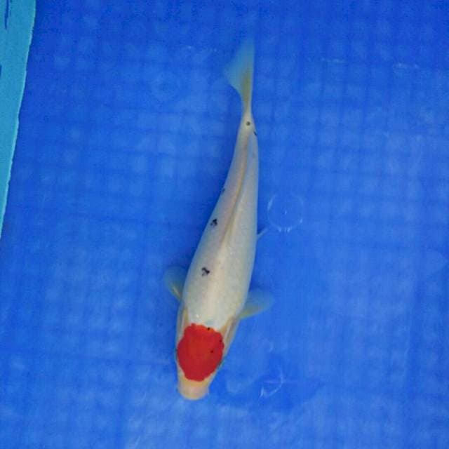 Tancho Sanke. Ori. 25cm