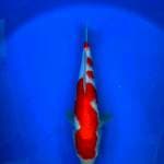 kohaku strong 