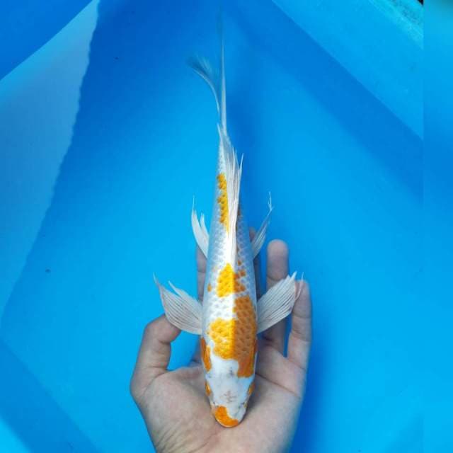 Kumpai hariwake