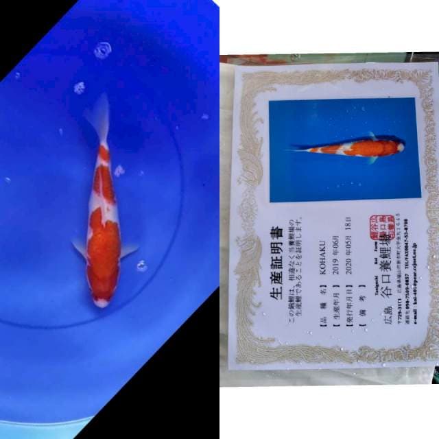 Kohaku TANIGUCHI serti