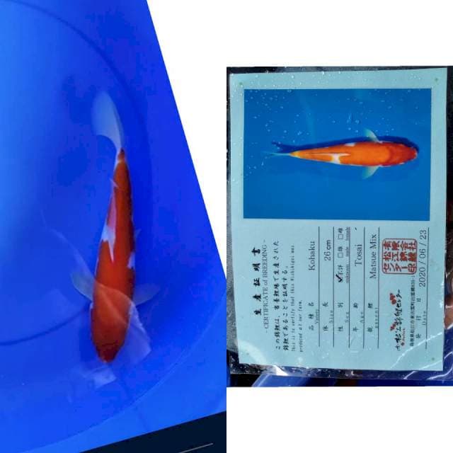 Kohaku MATSUE serti