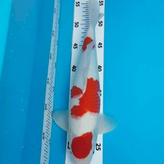 Kohaku