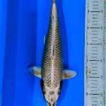 Mukashi ogon 38cm female..bakat jumbo