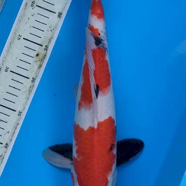 Showa tategoi 3 step..37cm male