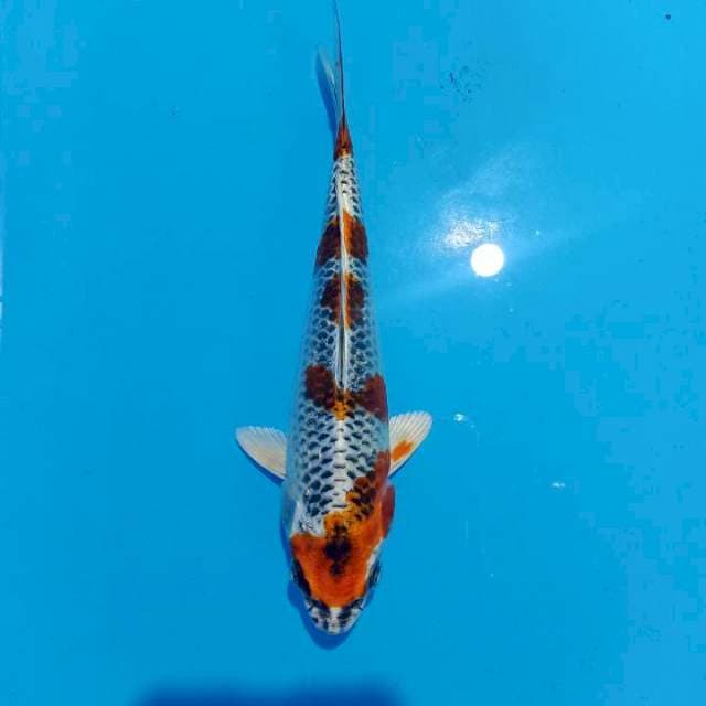 Kujaku 23cm SQ