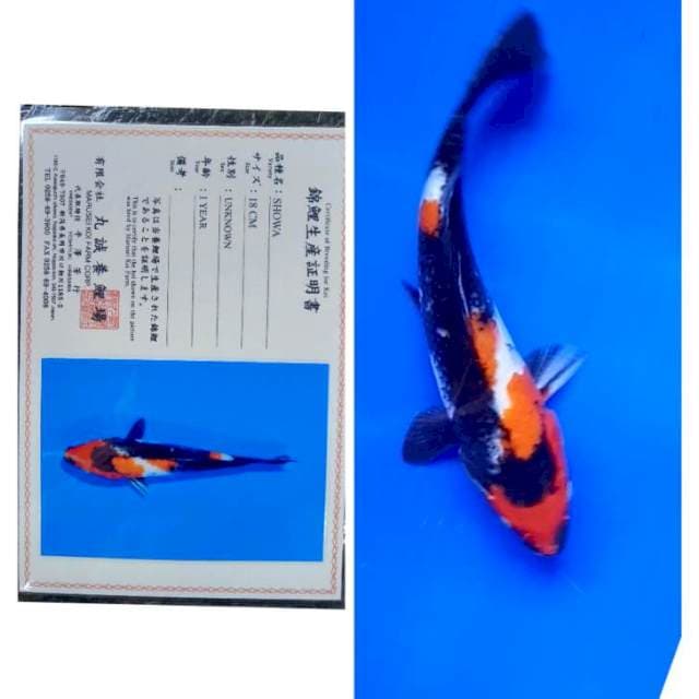 Showa Import Serti Marusei 25bu